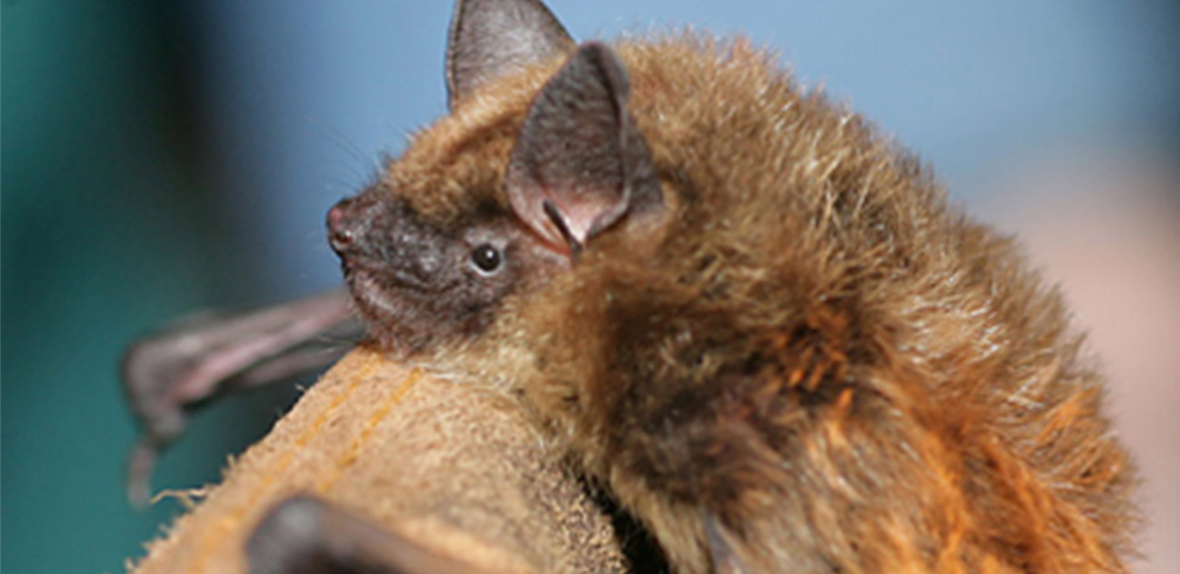 Bat on leather glove